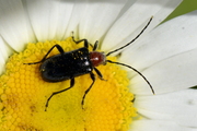 Dinoptera collaris