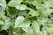 Dioscorea communis