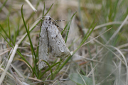 Diurnea fagella