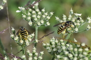 Dolichovespula sylvestris