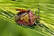 Dolycoris baccarum