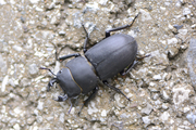 Dorcus parallelipipedus