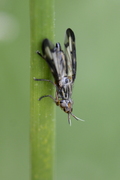Dorycera grandis
