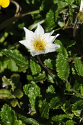 Dryas octopetala
