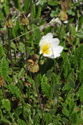 Dryas octopetala