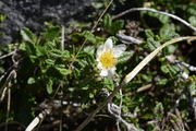 Dryas octopetala
