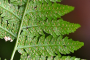 Dryopteris carthusiana