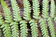 Dryopteris filix-mas