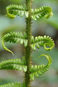 Dryopteris filix-mas