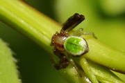 Ebrechtella tricuspidata