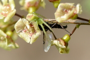 Ebrechtella tricuspidata