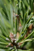 Ecdyonurus ruffii
