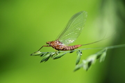 Ecdyonurus