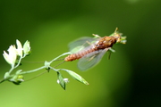 Ecdyonurus