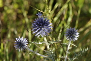Echinops ritro
