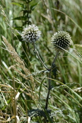 Echinops sphaerocephalus