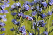 Echium vulgare