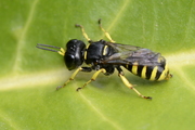Ectemnius