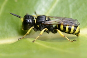 Ectemnius
