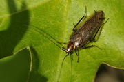 Ectobius lucidus