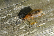 Ectobius pallidus