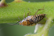 Ectobius vittiventris