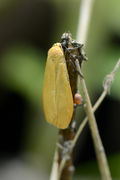 Eilema sororcula