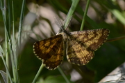Ematurga atomaria