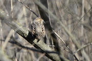 Emberiza schoeniclus