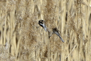 Emberiza schoeniclus