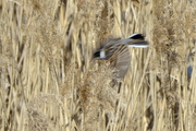 Emberiza schoeniclus