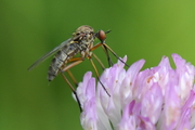 Empis livida