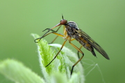 Empis livida