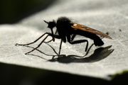 Empis tessellata