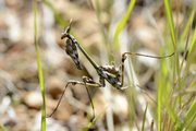 Empusa pennata