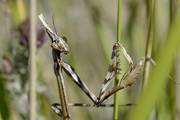 Empusa pennata