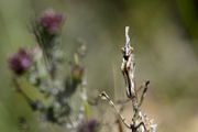 Empusa pennata