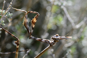 Empusa pennata