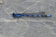 Enallagma cyathigerum