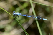 Enallagma cyathigerum