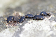 Endomychus coccineus