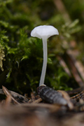 Entoloma