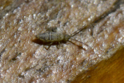 Entomobrya nivalis