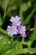 Epilobium alpestre