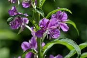Epilobium angustifolium