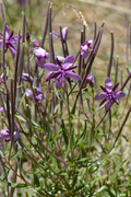 Epilobium fleischeri