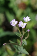 Epilobium montanum