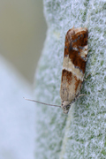 Epinotia cruciana