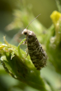 Epinotia tedella