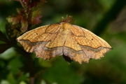 Epione repandaria
